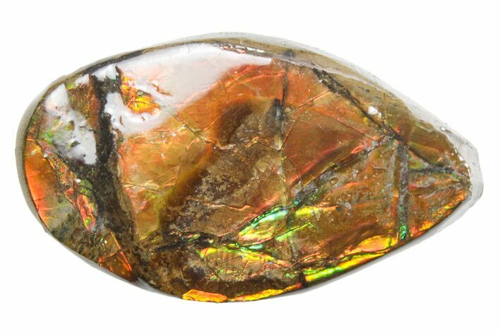 Iridescent Ammolite (Fossil Ammonite Shell) - Alberta #357489